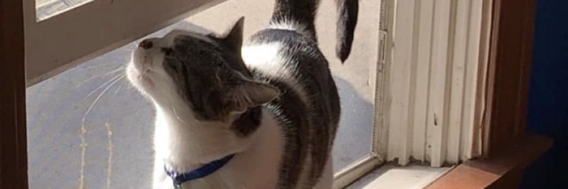 niffirgc's profile banner image
