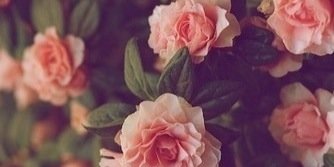 erin_merrick's profile banner image