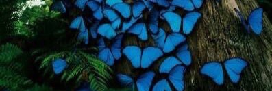 Florence1106's profile banner image