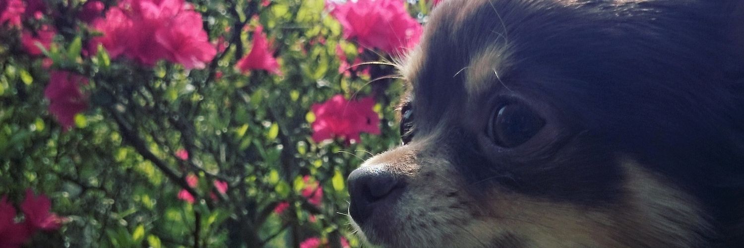 _p_k_n_'s profile banner image