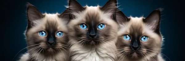 Jimmysimmonds1 Profile Banner