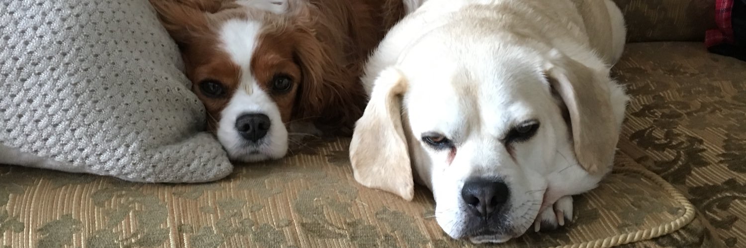 Courtney Sweetman-Kirk banner