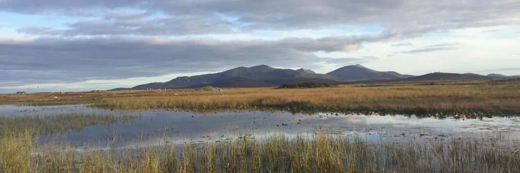gingemacinnes's profile banner image