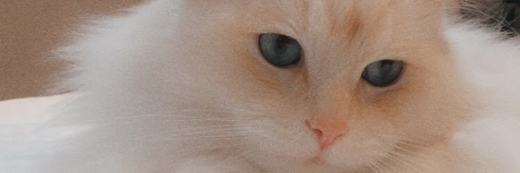 bellerogers_'s profile banner image