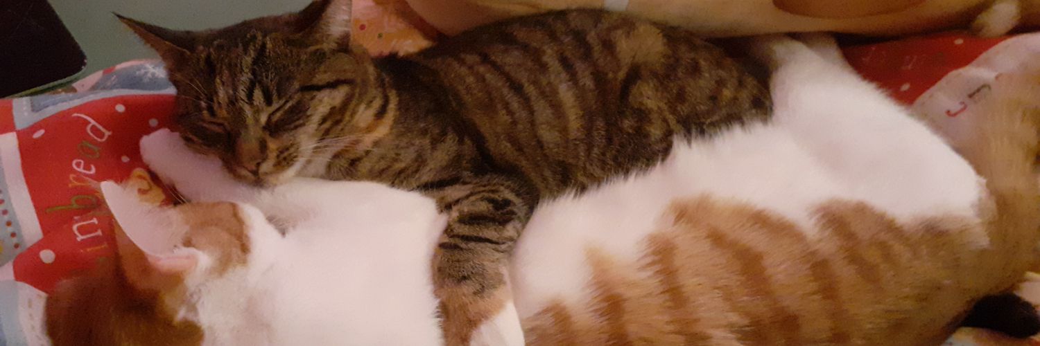 Svava Dögg Jónsdóttir (she/her) 🍉 🏳️‍🌈 banner