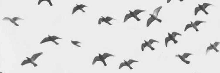 ireglop's profile banner image