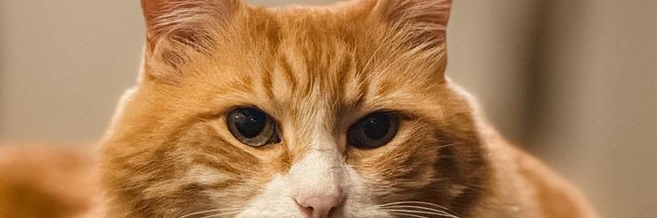 Ma_Isabel23's profile banner image