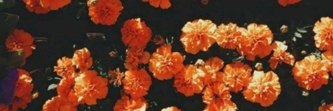 thaisbasilioo's profile banner image