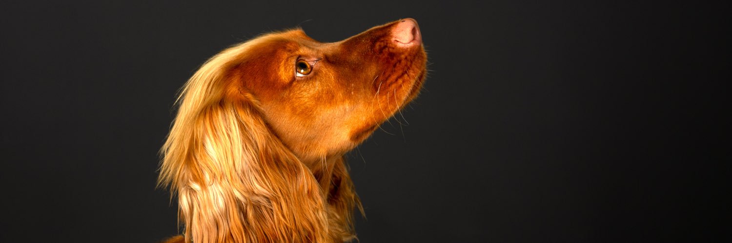 NewnhamMark's profile banner image