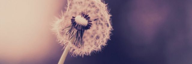 olivia_campo's profile banner image