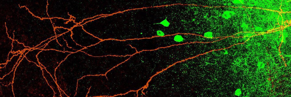 Gillian Matthews banner