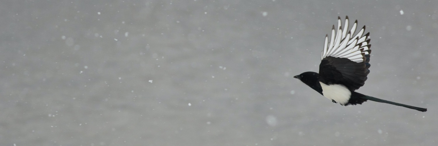 BenHaynes09's profile banner image