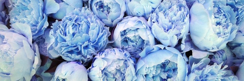 MMModjeski's profile banner image