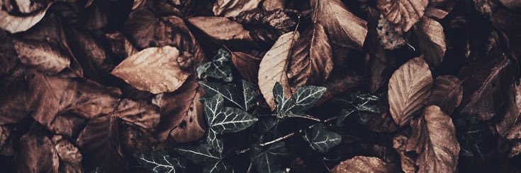 TroyBelcastro's profile banner image