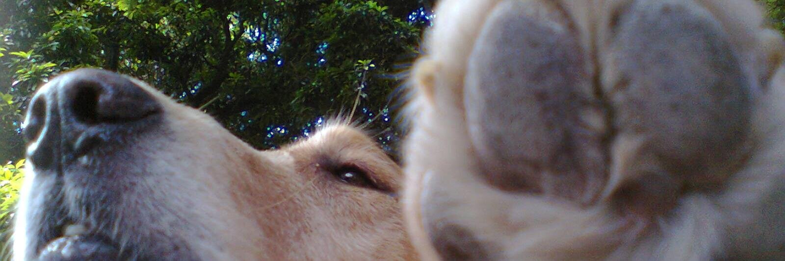 SuperNannyDogs's profile banner image