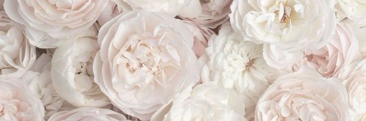 Cinthya banner