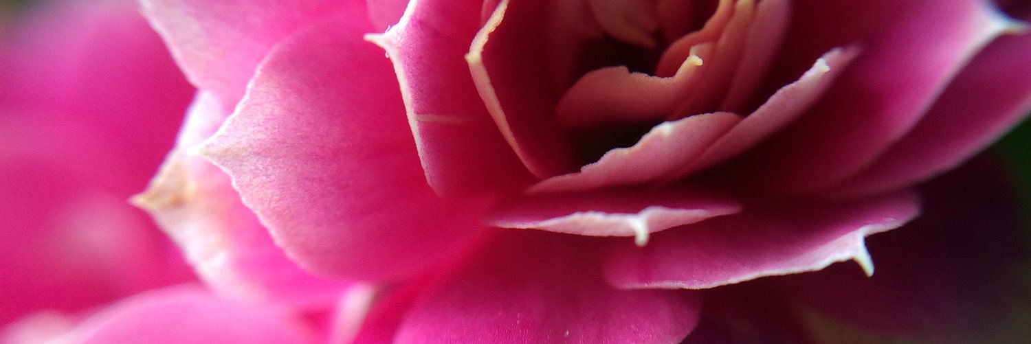danniwbu's profile banner image