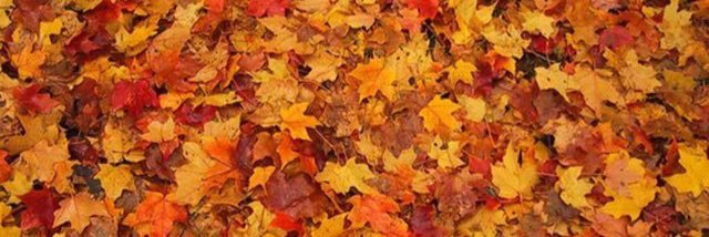 tara_malin's profile banner image