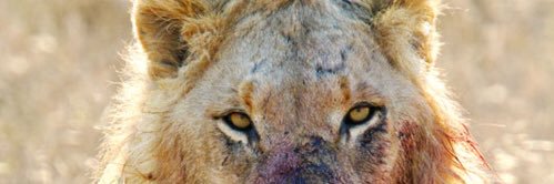 mpossibledavon's profile banner image