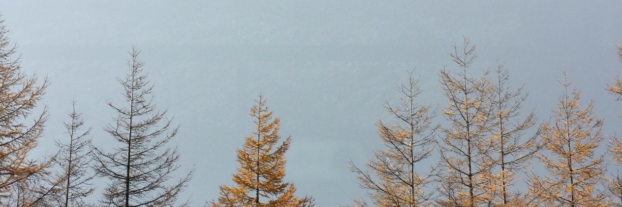 loreynalelis's profile banner image