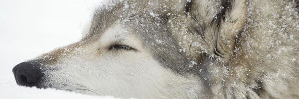 trebl900 Profile Banner