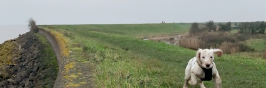 SteveRoussellee's profile banner image
