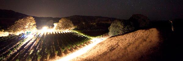TurkovichWines Profile Banner