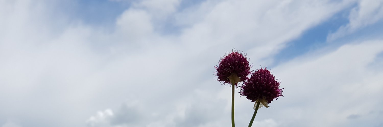 ansisa's profile banner image