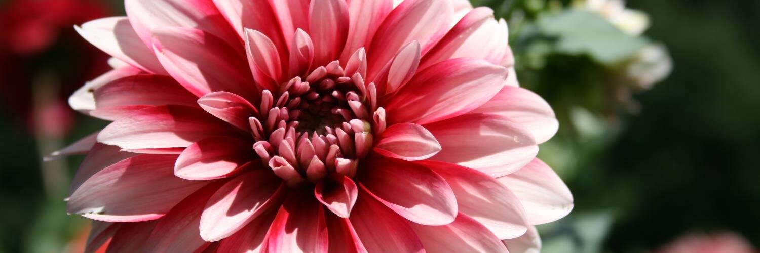 selva_mimi's profile banner image