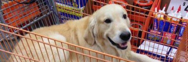 goldensbot Profile Banner