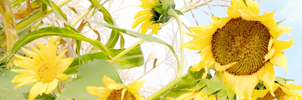 AdelM78's profile banner image