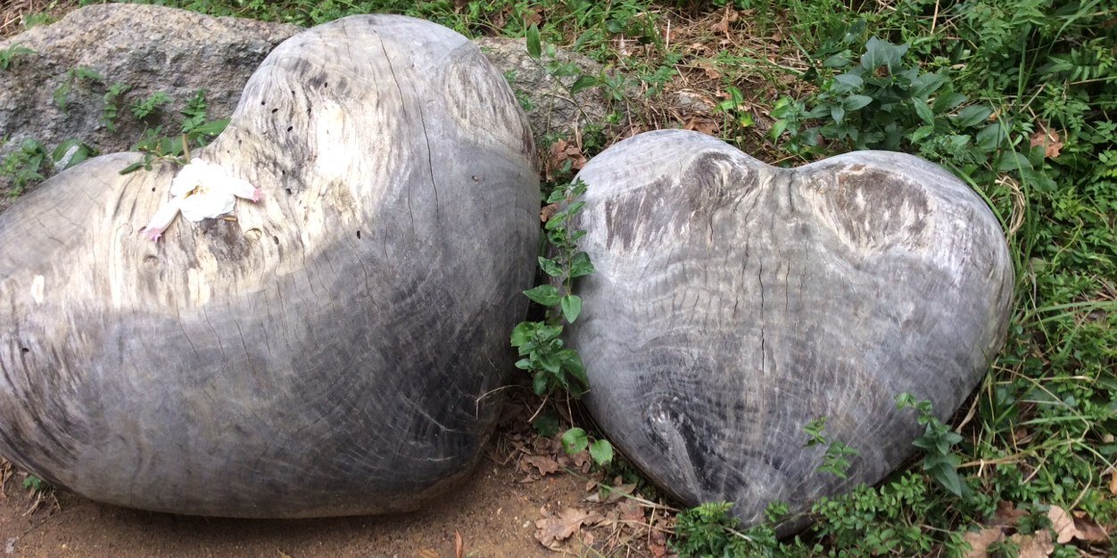 🏴󠁧󠁢󠁳󠁣󠁴󠁿 Tabitha Hoy Forrest 🇿🇦 banner