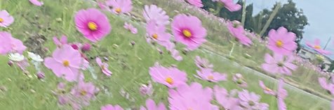 Ayami_Hanamiya's profile banner image