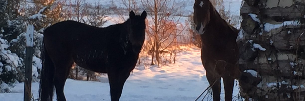 kelliedghardy's profile banner image