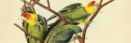 Ecoguy4431's profile banner image