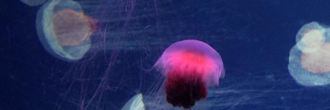 sonjamamic's profile banner image