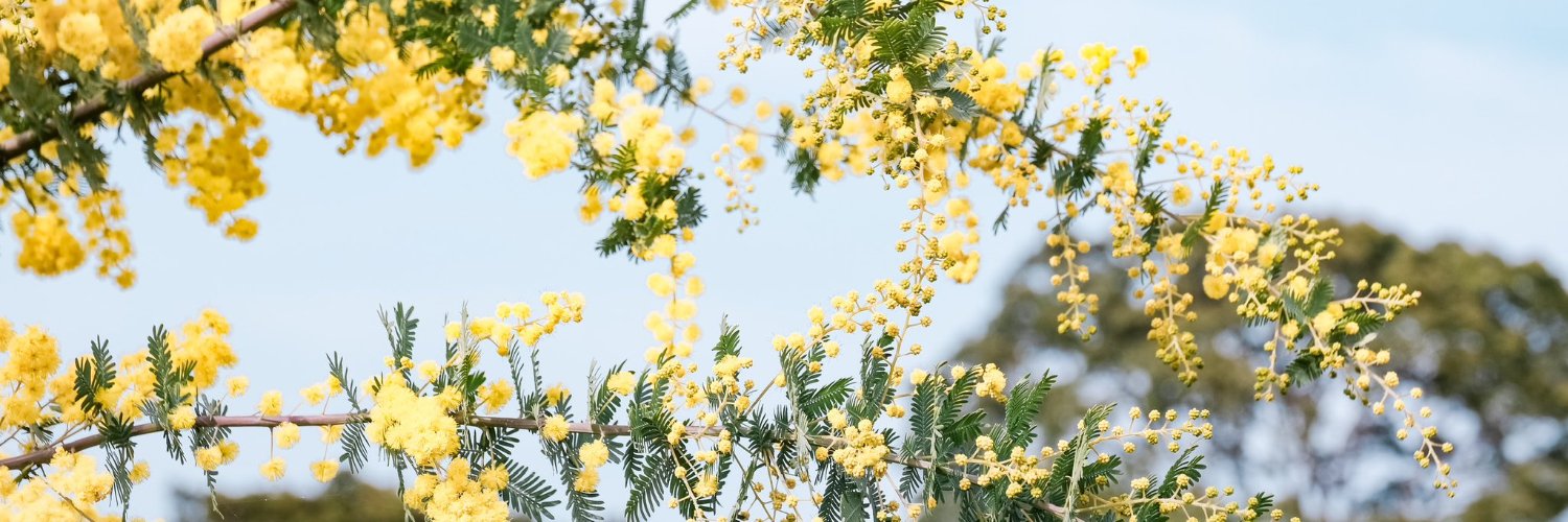 applebeans's profile banner image