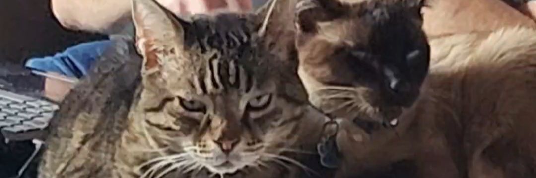 Smokintabby's profile banner image