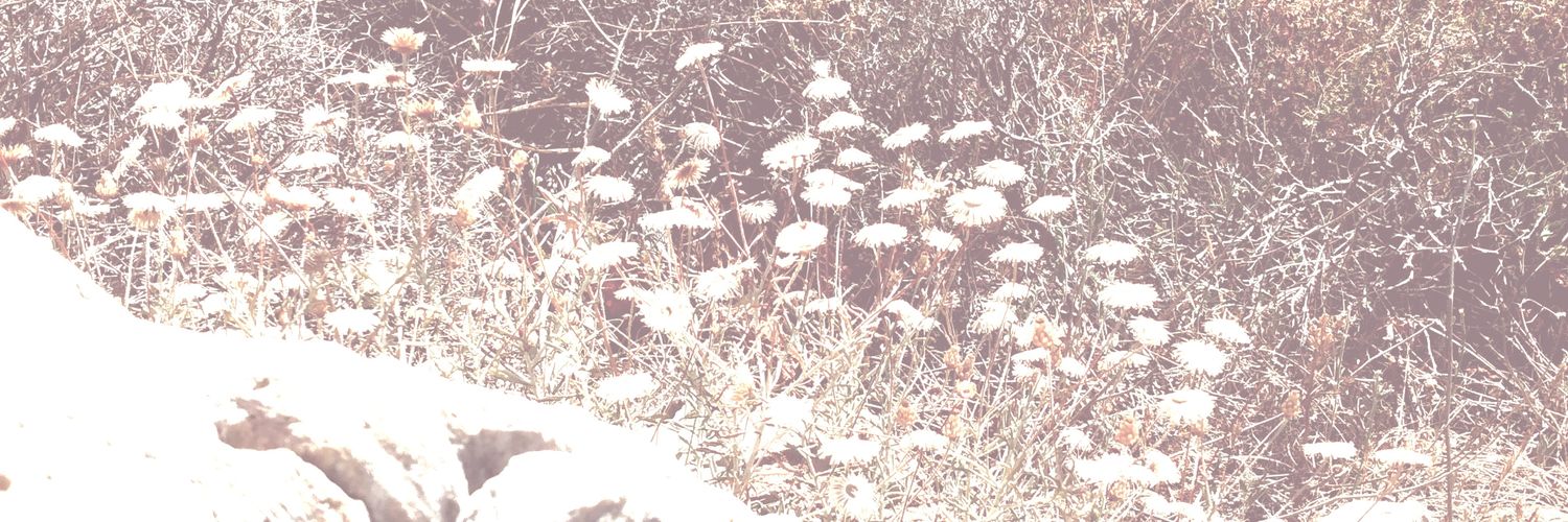 petitecantate's profile banner image