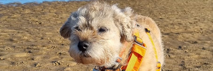 Aston&Molly(CJ&LennyBTs🌈) banner