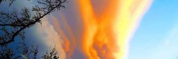 $David K Steppe banner