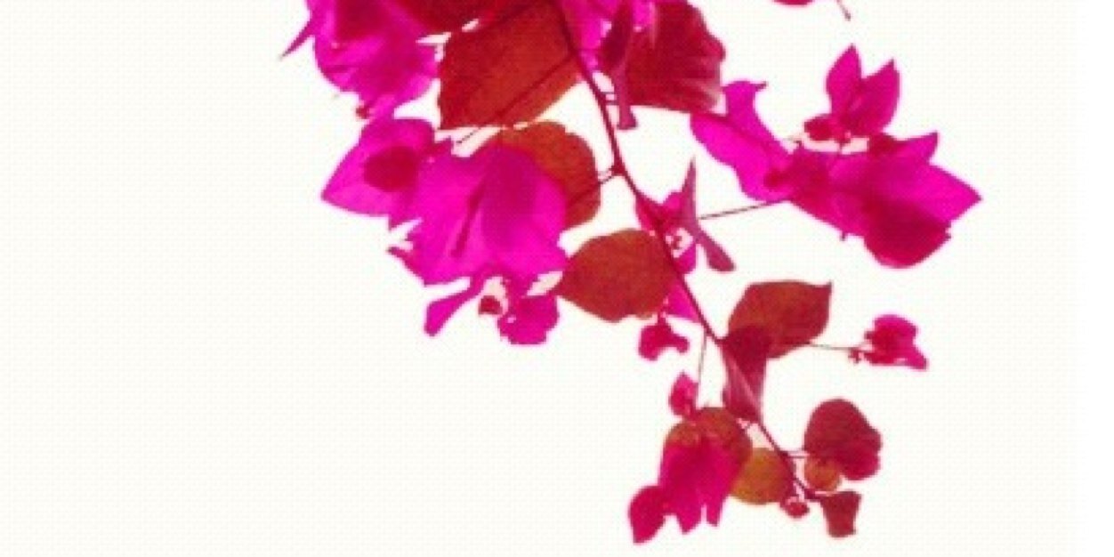 Lorylima's profile banner image
