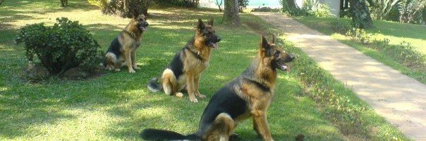 Guzzoni 🇧🇷 banner