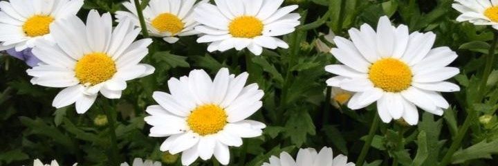 SumaKaltum's profile banner image