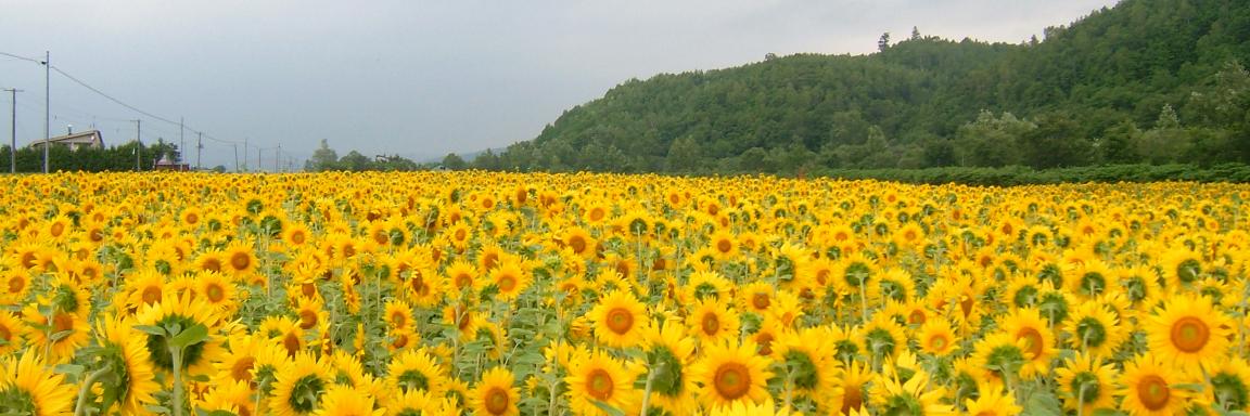 TSannpei's profile banner image