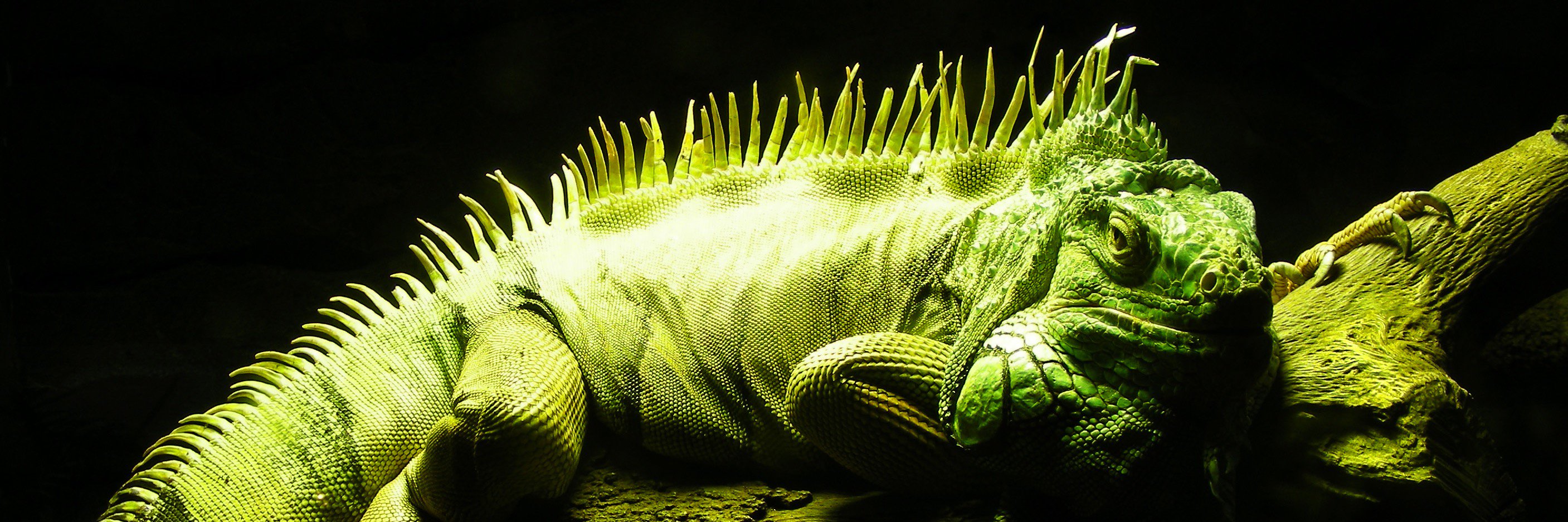 Ultimate Exotics banner