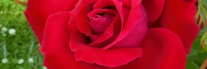 Yolanda731R's profile banner image