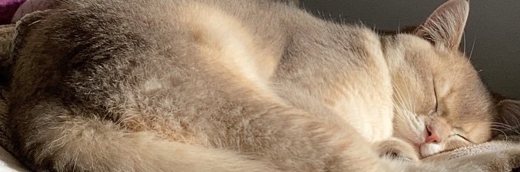 romeushp's profile banner image