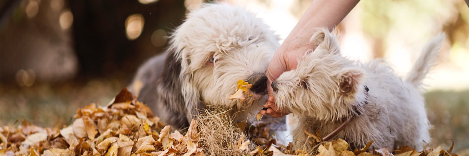 Corley & Huckleberry banner