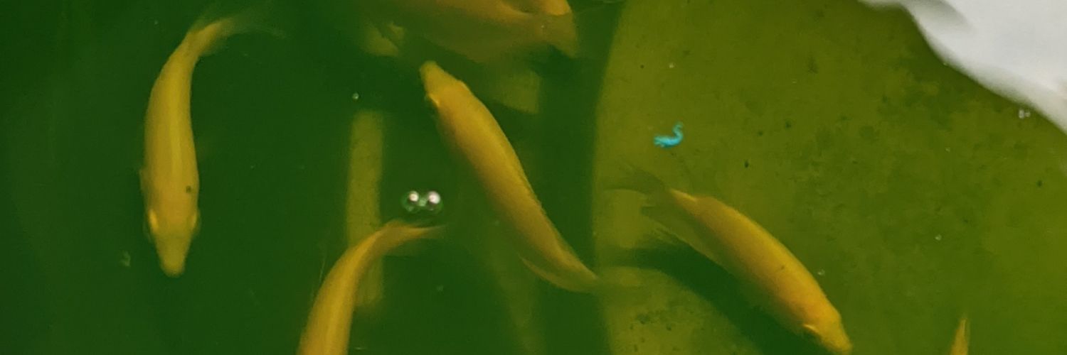 faishalfw's profile banner image
